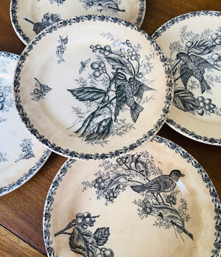 Dinner Plates