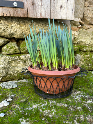 Vintage French Wire Basket